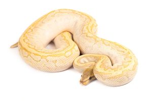 Python regius, crystal pinstripe, adulte