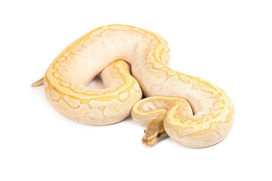 Python regius, crystal pinstripe, adulte Python regius, crystal pinstripe, adulte