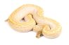 Python regius, crystal pinstripe, adulte