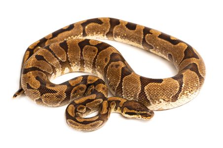 Python regius, enchi