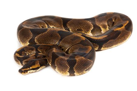Python regius, enchi leopard, adulte Python regius, enchi leopard, adulte