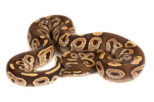 Python regius, mojave, adulte