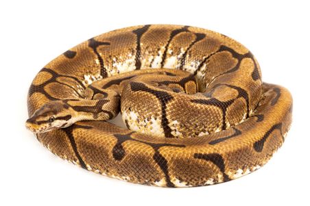 Python regius, spider, femelle adulte Python regius, spider, femelle adulte