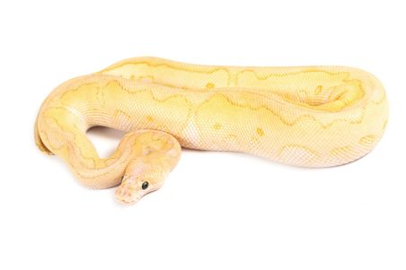 Python regius, super pastel lesser clown Python regius, super pastel lesser clown