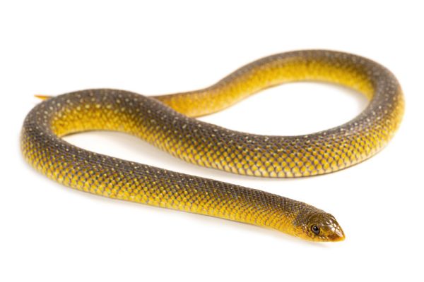 Scaphiophis albopunctatus Scaphiophis albopunctatus