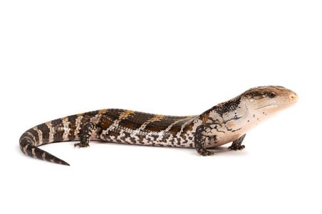 Tiliqua gigas evanescens