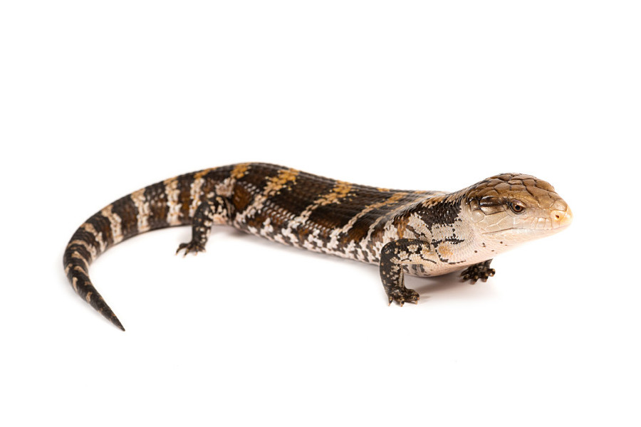 Tiliqua gigas evanescens Tiliqua gigas evanescens