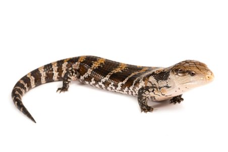 Tiliqua gigas evanescens