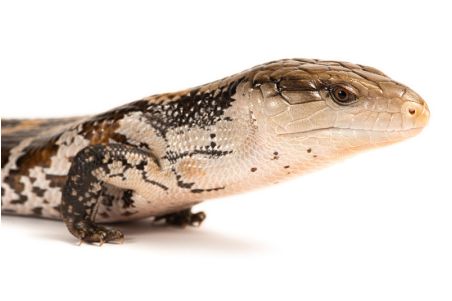 Tiliqua gigas evanescens