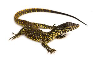Varanus niloticus