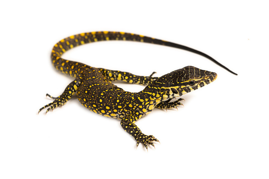 Varanus niloticus Varanus niloticus