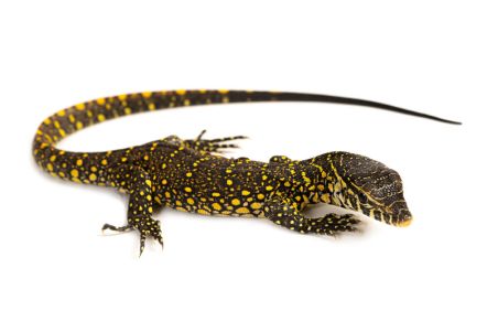 Varanus niloticus