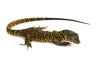 Varanus niloticus