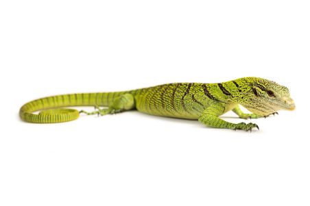 Varanus reisingeri Varanus reisingeri