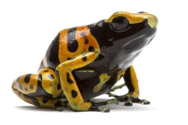 Dendrobates leucomelas Dendrobates leucomelas