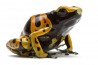 Dendrobates leucomelas