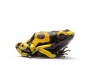 Dendrobates leucomelas