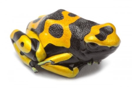 Dendrobates leucomelas