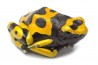 Dendrobates leucomelas