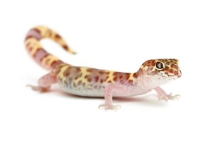Coleonyx variegatus