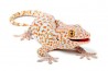 Gekko gecko, juvénile