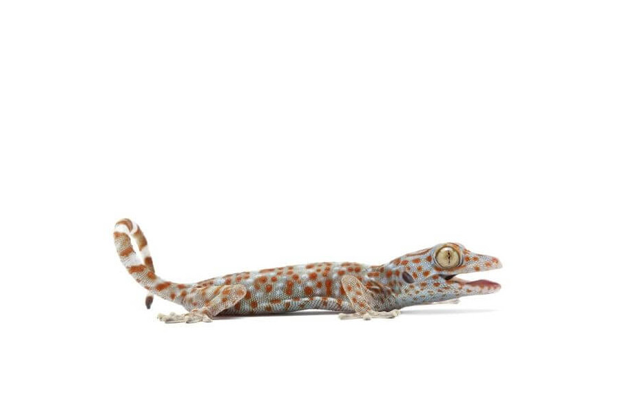 Gekko gecko, juvénile Gekko gecko, juvénile