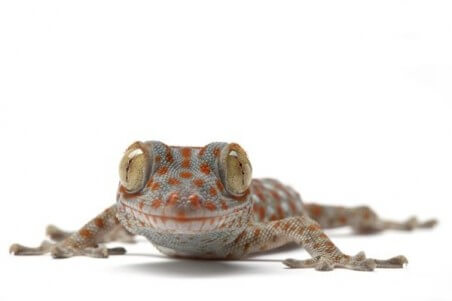 Gekko gecko, juvénile