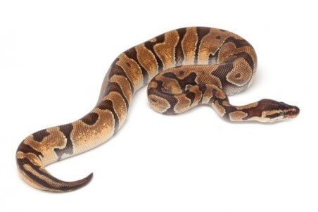 Python regius, enchi 