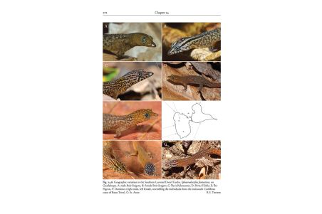 Reptiles of the Lesser Antilles