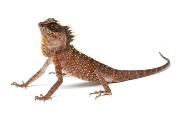 Acanthosaura capra Acanthosaura capra