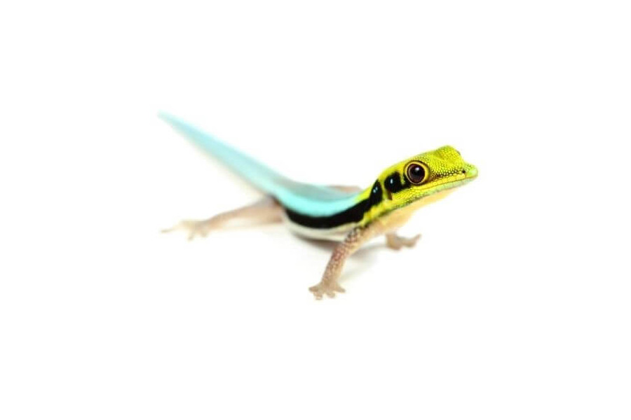 Phelsuma klemmeri, mâle adulte