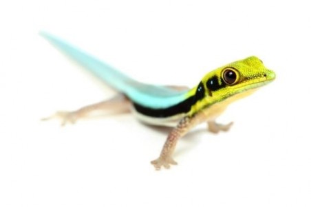 Phelsuma klemmeri, mâle adulte