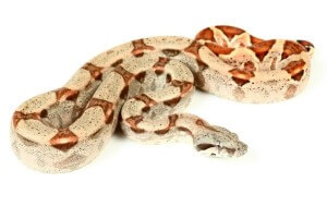 Boa c. imperator, Colombie, hypomélanistique, adulte