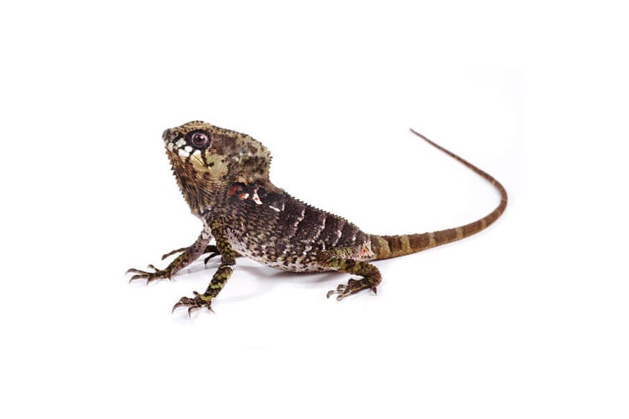 Corytophanes cristatus Corytophanes cristatus