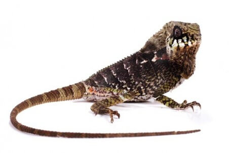 Corytophanes cristatus