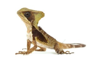 Corytophanes hernandesii