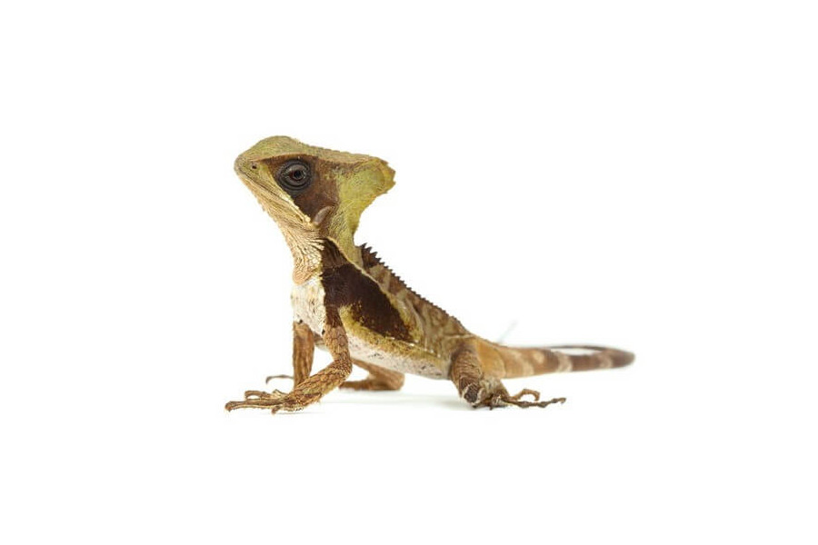 Corytophanes hernandesii Corytophanes hernandesii