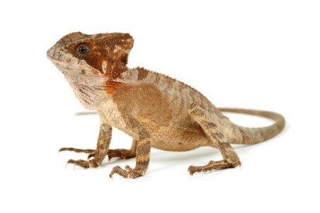 Corytophanes hernandesii