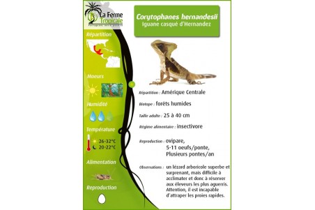 Corytophanes hernandesii