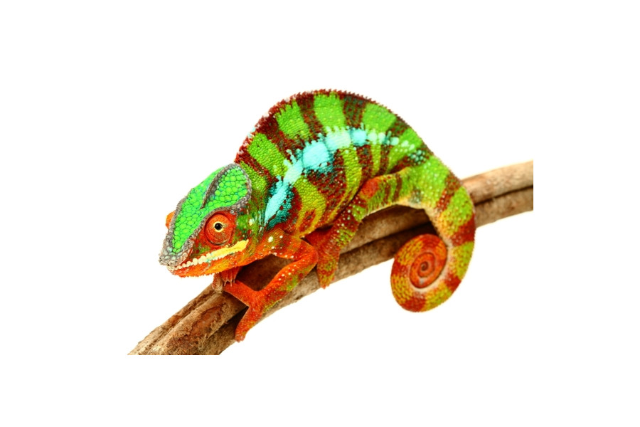 Furcifer pardalis, Ambilobe mâles subadultes