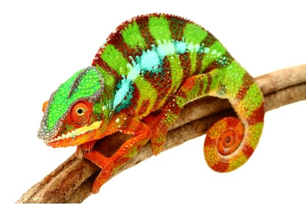 Furcifer pardalis, Ambilobe mâles subadultes