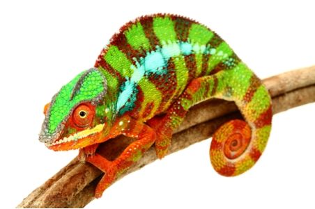 Furcifer pardalis, Ambilobe mâles subadultes Furcifer pardalis, Ambilobe mâles subadultes