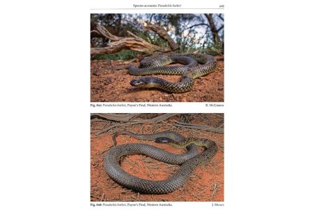 Australasian Elapids - Husbandry, Captive Care and Ecology