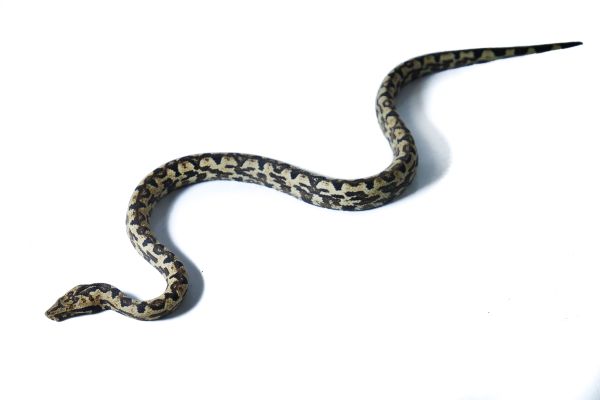 Candoia (carinata) paulsoni tasmai Candoia (carinata) paulsoni tasmai