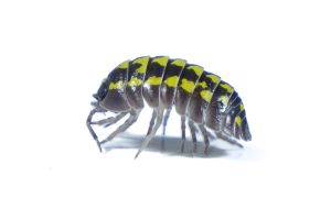 Armadillidium gestroi