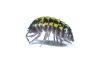 Armadillidium gestroi