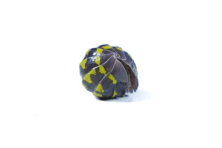 Armadillidium gestroi