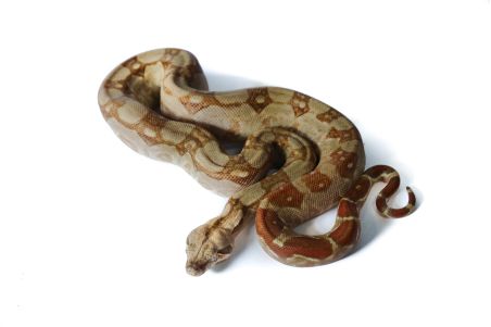 Boa c.imperator , Sonora albinos T+ Boa c.imperator , Sonora albinos T+