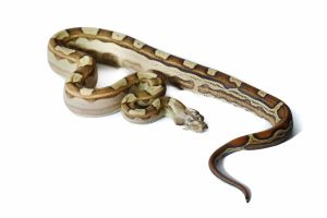 Boa c. imperator, motley, het. VPI T+ albinos