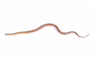 Pantherophis guttatus, sunkissed motley